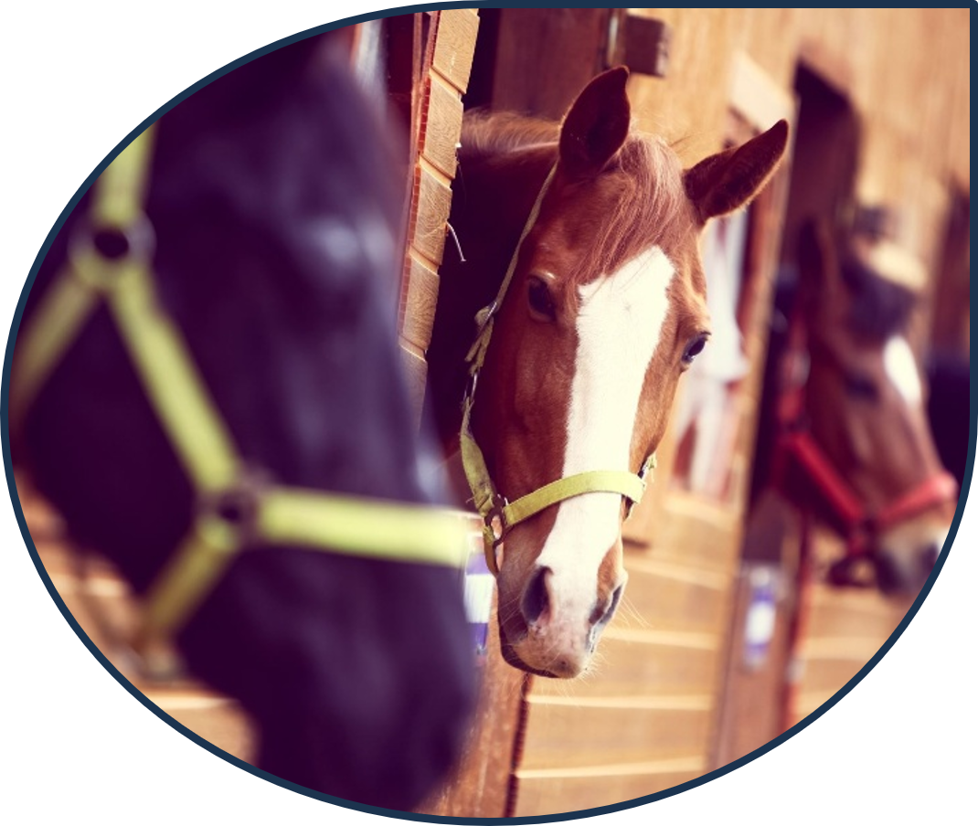 Horse.png